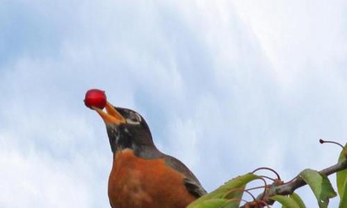 Как защитить ягоды черешни от птиц