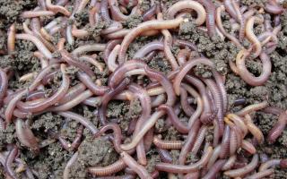 Ферма по разведению дождевых червей Емкость для размножения червей своими руками